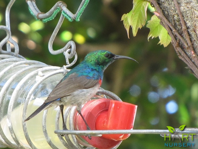 bird-feeders